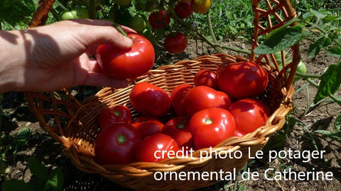 Plant de tomate Hâtive de L'Oural (Uralskiy Ranniy)