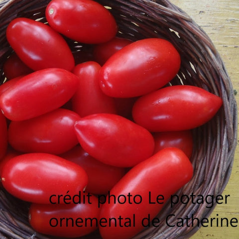 Plant de tomate Kibit's ukrainienne