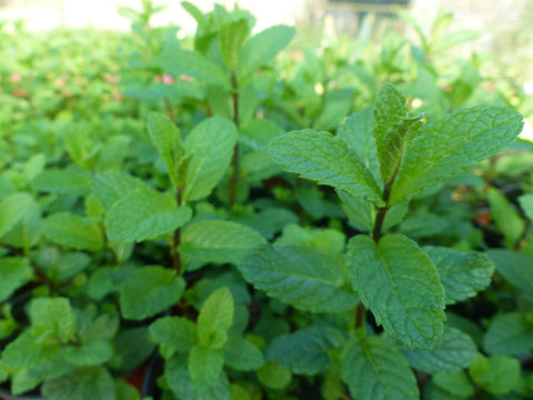 Plant de menthe