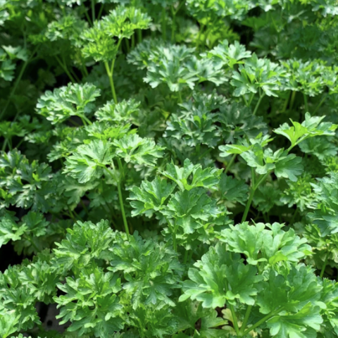 Plant de persil frisé
