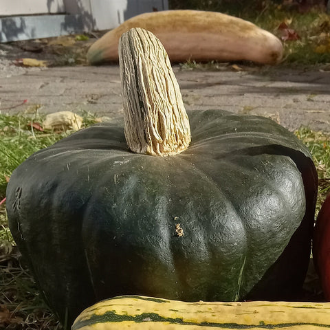 Courge Burgess Buttercup