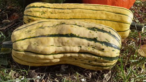 Courge Delicata
