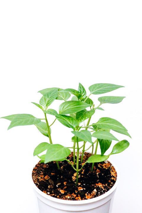 Plant de piment Shishitos