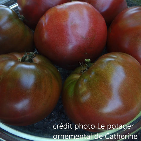 Plant de tomate Noire de Crimée