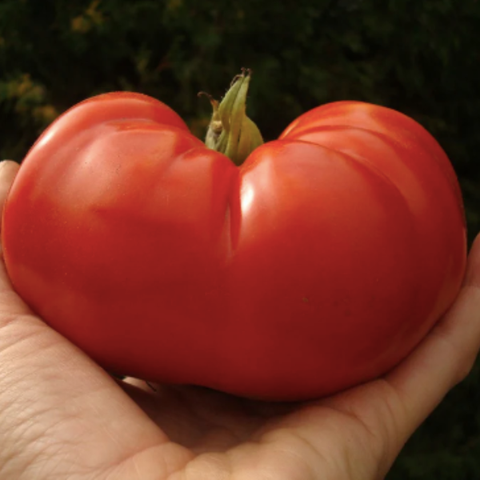 Plant de tomates Moskovitch