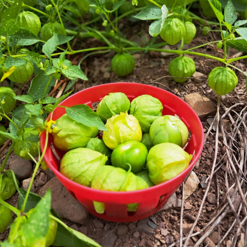 Tomatillo