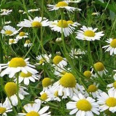 PRÉVENTE - Plant de Camomille allemande