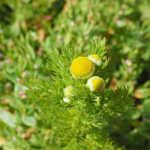 Matricaire odorante (camomille ananas)