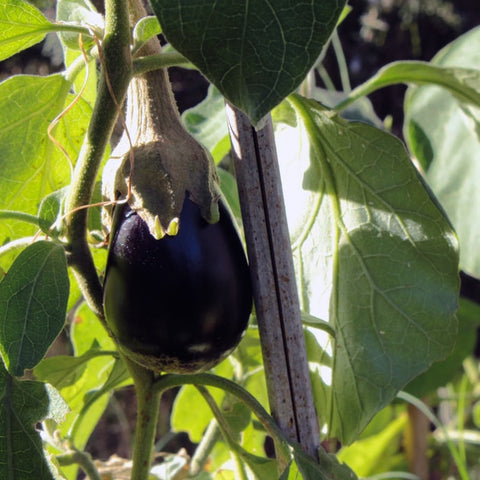Plant d'aubergine Nord