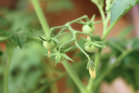 Plant de tomate Speckled Roman